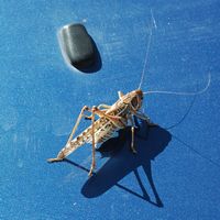 La flore et la faune de l’île de Crète. Criquet migrateur (Locusta migratoria) près d'Agios Pavlos. Cliquer pour agrandir l'image dans Adobe Stock (nouvel onglet).