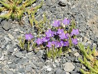 La flore et la faune de l’île de Crète. Campanule dans les gorges de Kourtaliotis. Cliquer pour agrandir l'image dans Adobe Stock (nouvel onglet).
