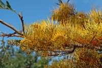 La flore et la faune de l’île de Crète. Chêne soyeux d'Australie (Grevillea robusta) près de Malia. Cliquer pour agrandir l'image dans Adobe Stock (nouvel onglet).