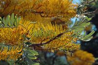 La flore et la faune de l’île de Crète. Chêne soyeux d'Australie (Grevillea robusta) près de Malia. Cliquer pour agrandir l'image dans Adobe Stock (nouvel onglet).