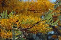 La flore et la faune de l’île de Crète. Chêne soyeux d'Australie (Grevillea robusta) près de Malia. Cliquer pour agrandir l'image dans Adobe Stock (nouvel onglet).