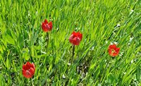La flore et la faune de l’île de Crète. Tulipe d'Orphanidès (Tulipa orphanidea) sur le plateau du Gious Kampos. Cliquer pour agrandir l'image dans Adobe Stock (nouvel onglet).