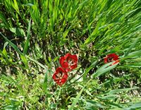 La flore et la faune de l’île de Crète. Tulipe d'Orphanidès (Tulipa orphanidea) sur le plateau du Gious Kampos. Cliquer pour agrandir l'image dans Adobe Stock (nouvel onglet).