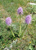 La flore et la faune de l’île de Crète. Orchis d'Italie (Orchis italica) sur le plateau du Gious Kampos. Cliquer pour agrandir l'image dans Adobe Stock (nouvel onglet).