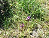 La flore et la faune de l’île de Crète. Orchis de Bory (Anacamptis boryi) sur le plateau du Gious Kampos. Cliquer pour agrandir l'image dans Adobe Stock (nouvel onglet).