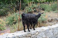 La flore et la faune de l’île de Crète. Chèvre sauvage (Capra aegagrus hircus) dans les gorges de Samaria. Cliquer pour agrandir l'image dans Adobe Stock (nouvel onglet).