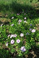 La flore et la faune de l’île de Crète. Marguerite du Cap (Osteospermum fruticosum) dans le marais de Georgioupoli. Cliquer pour agrandir l'image dans Adobe Stock (nouvel onglet).