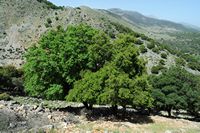 La flore et la faune de l’île de Crète. Feuillage de myrte (Myrtus communis) dans le ravin de Katres près de Vrysses. Cliquer pour agrandir l'image dans Adobe Stock (nouvel onglet).
