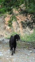 Les gorges de Samaria en Crète. Chèvre sauvage noire. Cliquer pour agrandir l'image dans Adobe Stock (nouvel onglet).