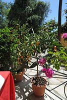Le village de Kondokali sur l’île de Corfou. Plant de kumquat sur la terrasse d'une taverne. Cliquer pour agrandir l'image dans Adobe Stock (nouvel onglet).