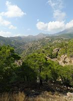 Le village de Koutsouras en Crète. Forêt de pins de Calabre (Pinus brutia) dans le massif de Thrypti. Cliquer pour agrandir l'image dans Adobe Stock (nouvel onglet).