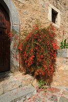 Le village de Néapolis en Crète. Penstemon barbatus au monastère de Kémasta. Cliquer pour agrandir l'image dans Adobe Stock (nouvel onglet).
