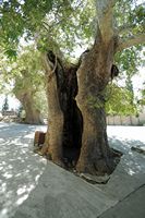 Le village de Zaros en Crète. Platane tricentenaire du monastère de Vrondissi. Cliquer pour agrandir l'image dans Adobe Stock (nouvel onglet).