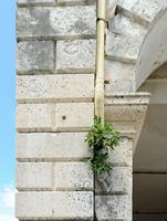 Le quartier de l’Esplanade de la ville de Corfou. Un figuier poussant sur le Liston. Cliquer pour agrandir l'image dans Adobe Stock (nouvel onglet).
