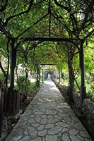 L’Achilleion, le palais de Sissi à Corfou. Une pergola de glycines dans les jardins. Cliquer pour agrandir l'image dans Adobe Stock (nouvel onglet).