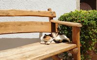 La côte nord de la commune d’Iérapétra en Crète. Un chat au monastère de Moni Fanéroméni. Cliquer pour agrandir l'image dans Adobe Stock (nouvel onglet).