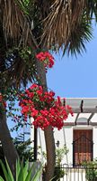 La ville de Kos sur l’île de Kos. Un bougainvillée, boulevard Hippocrate. Cliquer pour agrandir l'image dans Adobe Stock (nouvel onglet).
