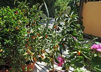 La ville de Lákones à Corfou. Plant de kumquat. Cliquer pour agrandir l'image dans Adobe Stock (nouvel onglet).