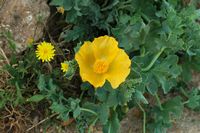 La forteresse de Réthymnon en Crète. Pavot cornu jaune ou glaucière jaune (Glaucium flavum). Cliquer pour agrandir l'image dans Adobe Stock (nouvel onglet).
