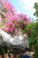 La côte nord de la commune de Sitia en Crète. Bougainvillée près de la grotte du monastère de Fanéroméni. Cliquer pour agrandir l'image dans Adobe Stock (nouvel onglet).