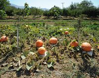 Le plateau du Lassithi en Crète. Jardin potager à Tzermiado. Cliquer pour agrandir l'image dans Adobe Stock (nouvel onglet).