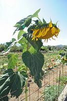 Le plateau du Lassithi en Crète. Tournesol géant à Tzermiado. Cliquer pour agrandir l'image dans Adobe Stock (nouvel onglet).