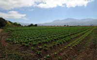 Le plateau du Lassithi en Crète. Cultures près de Pinakiano. Cliquer pour agrandir l'image dans Adobe Stock (nouvel onglet).