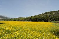 La ville de Vryssès en Crète. Cultures sur le plateau de Krapi près de Vrysses. Cliquer pour agrandir l'image dans Adobe Stock (nouvel onglet).