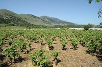 La ville de Vryssès en Crète. Culture de la vigne sur le plateau de Krapi. Cliquer pour agrandir l'image dans Adobe Stock (nouvel onglet).