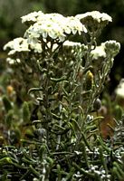 Achillée von Kreta, achillea cretica. Klicken, um das Bild zu vergrößern.