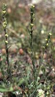 Steifer Lein, linum strictum. Klicken, um das Bild zu vergrößern.
