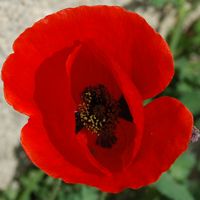 Klatschmohnmohn. Klicken, um das Bild zu vergrößern.
