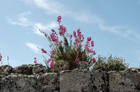 Pflanze, Wall von Rhodos. Klicken, um das Bild zu vergrößern.
