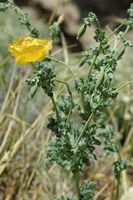 Gehörnter Mohn, Thermalbäder von Kalithea. Klicken, um das Bild zu vergrößern.