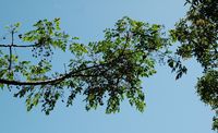 Baum, moderne Stadt von Rhodos. Klicken, um das Bild zu vergrößern.