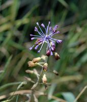 Muscari hat Haarbüschel, Standort von Camiros. Klicken, um das Bild zu vergrößern.