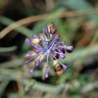 Muscari hat Haarbüschel, Standort von Camiros. Klicken, um das Bild zu vergrößern.