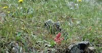 Blume, Berg Profitis Ilias. Klicken, um das Bild zu vergrößern.
