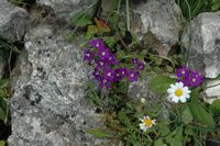 Blume, Berg Profitis Ilias. Klicken, um das Bild zu vergrößern.