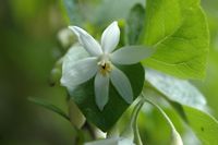 Aliboufier, Blume, kleines Tal der Schmetterlinge. Klicken, um das Bild zu vergrößern.