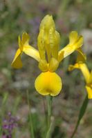 Blume, Standort von Camiros. Klicken, um das Bild zu vergrößern.