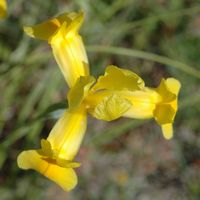 Blume, Standort von Camiros. Klicken, um das Bild zu vergrößern.