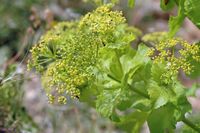 Blumen, Akropolis von Lindos. Klicken, um das Bild zu vergrößern.