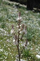 Inflorescenz, Berg Profitis Ilias. Klicken, um das Bild zu vergrößern.