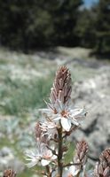 Inflorescenz, Berg Profitis Ilias. Klicken, um das Bild zu vergrößern.