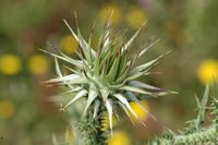Distel, Frucht, Schloss von Kritinia. Klicken, um das Bild zu vergrößern.