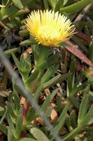 Fette Pflanze, Blume, Dorf von Kremasti. Klicken, um das Bild zu vergrößern.