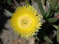 Fette Pflanze, Blume, Dorf von Kremasti. Klicken, um das Bild zu vergrößern.