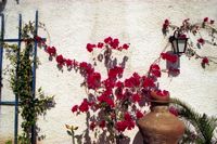 La flore et la faune de la Grèce. Bougainvillée à Athènes. Cliquer pour agrandir l'image.