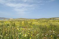 L'île de Délos. La végétation de l'île. Cliquer pour agrandir l'image.